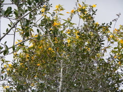 Photo 6 of Gelsemium sempervirens
