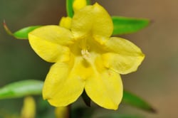 Photo 3 of Gelsemium sempervirens