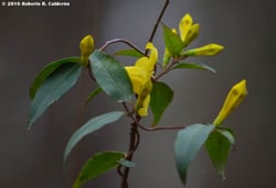 Photo 4 of Gelsemium sempervirens