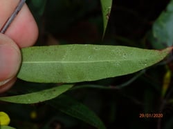 Photo 9 of Gelsemium sempervirens