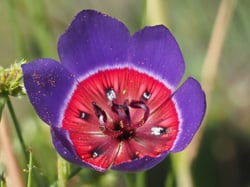 Photo 2 of Gladiolus spp.