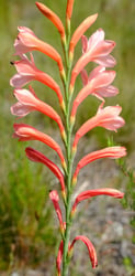 Photo 5 of Gladiolus spp.