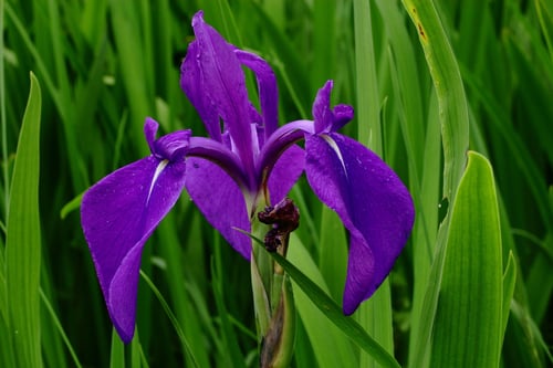 Photo 1 of Gladiolus spp.