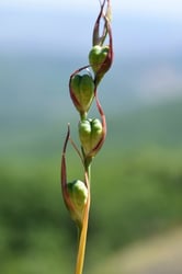 Photo 8 of Gladiolus spp.
