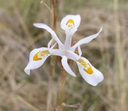 Photo 3 of Gladiolus spp.