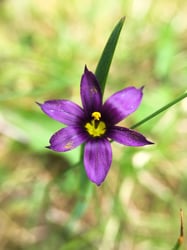 Photo 6 of Gladiolus spp.
