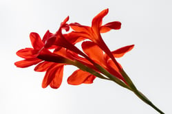 Photo 4 of Gladiolus spp.