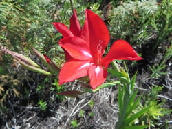 Photo 9 of Gladiolus spp.
