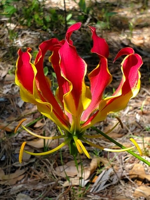 Photo 1 of Gloriosa superba
