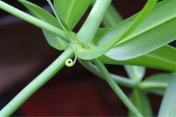 Photo 2 of Gloriosa superba