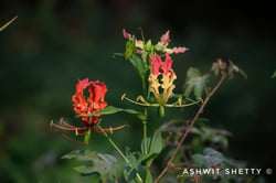 Photo 3 of Gloriosa superba