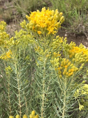 Photo 1 of Haplopappus heterophyllus