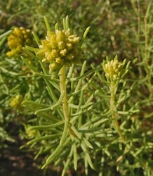Photo 2 of Haplopappus heterophyllus