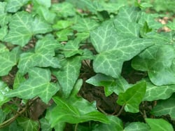 Photo 7 of Hedera spp.