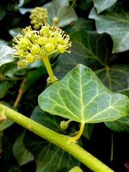 Photo 8 of Hedera spp.