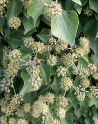 Photo 5 of Hedera spp.