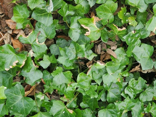 Photo 1 of Hedera spp.