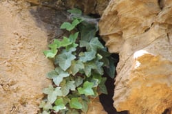 Photo 6 of Hedera spp.