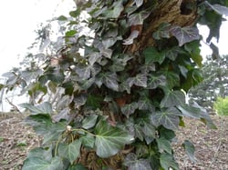 Photo 9 of Hedera spp.