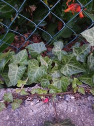 Photo 4 of Hedera spp.