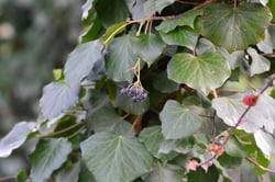 Photo 3 of Hedera spp.