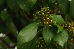 Photo 2 of Hedera spp.