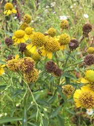 Photo 5 of Helenium autumnale