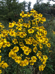Photo 7 of Helenium autumnale