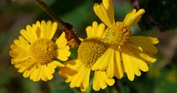 Photo 8 of Helenium autumnale