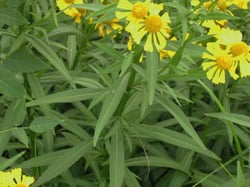 Photo 4 of Helenium autumnale