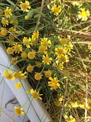 Photo 9 of Helenium autumnale