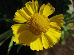 Photo 2 of Helenium autumnale