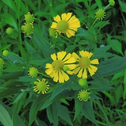 Photo 6 of Helenium autumnale