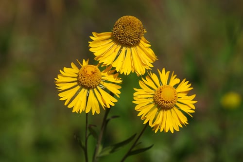 Photo 1 of Helenium autumnale