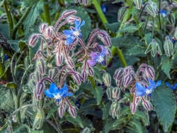 Photo 2 of Heliotropium spp.