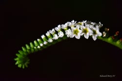 Photo 8 of Heliotropium spp.
