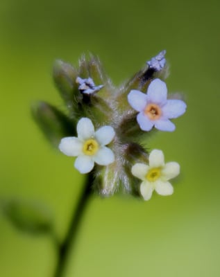 Photo 1 of Heliotropium spp.