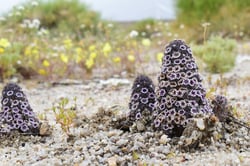 Photo 6 of Heliotropium spp.