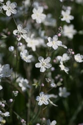 Photo 4 of Heliotropium spp.