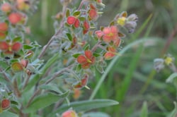 Photo 5 of Heliotropium spp.