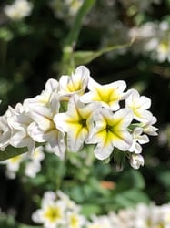 Photo 7 of Heliotropium spp.