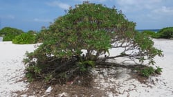 Photo 9 of Heliotropium spp.