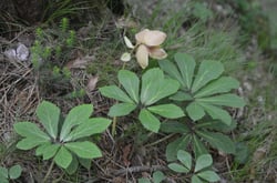 Photo 3 of Helleborus niger