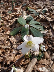 Photo 7 of Helleborus niger