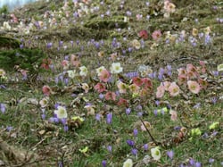 Photo 5 of Helleborus niger