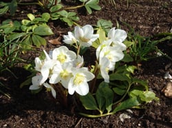 Photo 2 of Helleborus niger