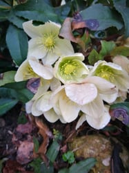 Photo 6 of Helleborus niger