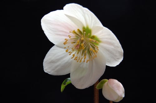 Photo 1 of Helleborus niger
