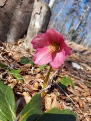 Photo 4 of Helleborus niger