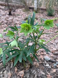 Photo 2 of Helleborus spp.